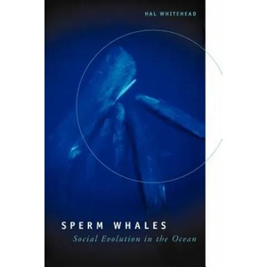 Sperm Whales | Hal Whitehead (2003)