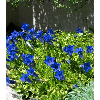 Hořec úzkolistý - Gentiana angustifolia - prodej semen - 8 ks