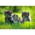 DIMEX ART Флизелинов фототапет котенца 375 x 250 см