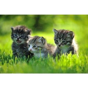 DIMEX ART Флизелинов фототапет котенца 375 x 250 см
