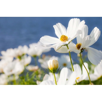 DIMEX ART Флизелинов фототапет лятна градина 375 x 250 см