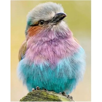 Image 1 of Птиче 15/20 см