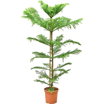 Araucaria heterophylla 23x120 cm