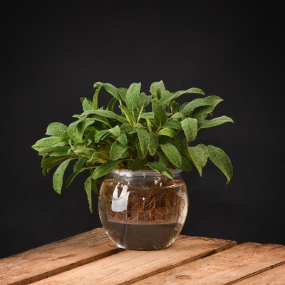 Pěstírna|vodní květináč 0,8L, 12x12x11cm, čirá|Esschert Design