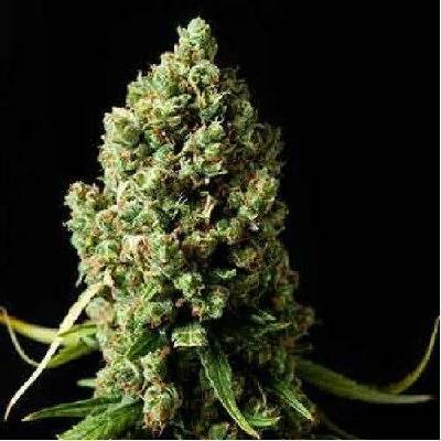 Spliff Seeds Amnesiac semena neobsahují THC 5 ks