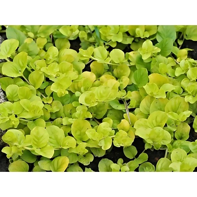 Lysimachia nummularia aurea