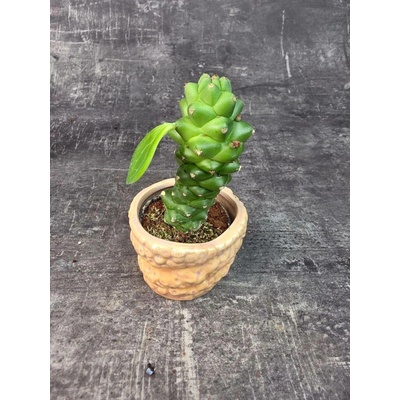 Euphorbia Ritchiei mini (Kaktus, co má listy)
