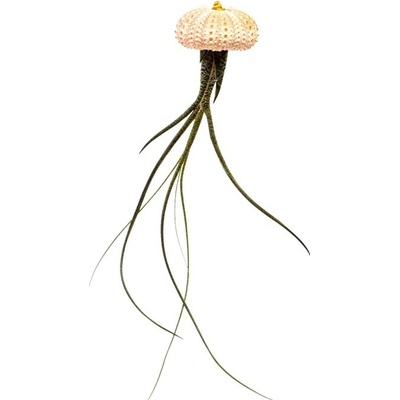 Gardners Medusa Rose s Tillandsií Butzii Tillandsie, kykatka