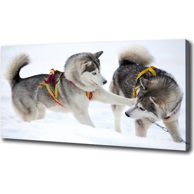Foto obraz canvas Hasky zima 100x50 cm