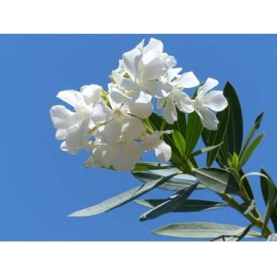 Nerium oleander (Oleander biely), kont. C5L, výška: 80-100 cm, výška kmeňa: 40-50 cm (-10/-12°C) - NA KMIENKU