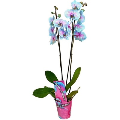 Orchidej Můrovec, Phalaenopsis, modro - růžová – Zboží Mobilmania