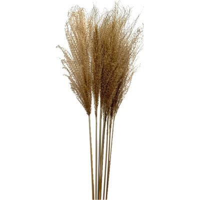 Eulalie přírodní, sušená travina svazek 10stébel, 80cm/90cm
