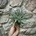 Tillandsia silver