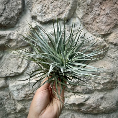 Tillandsia silver