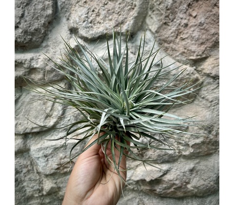 Tillandsia silver