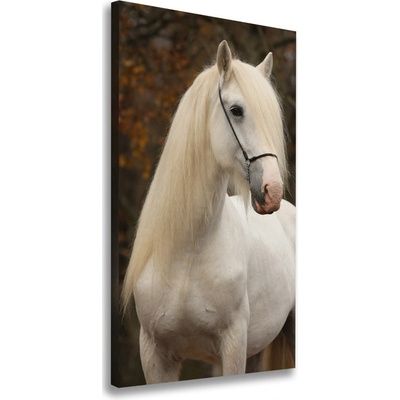 Vertikálny foto obraz na plátne do obývačky Biely kôň 50x100 cm