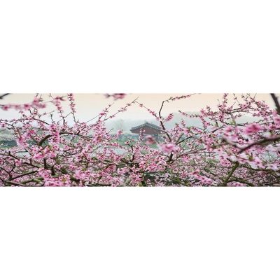 Bondecor Obraz, tlačené plátno Flora 50 x 150 cm