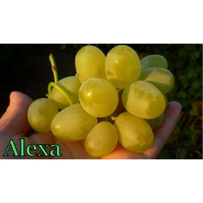 Vinič ALEXA premium rezistent. Vrúbľovaná sadenica!