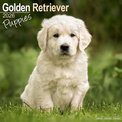 Golden Retriever, 30,5 x 30,5 30,5 x 61 cm 2026