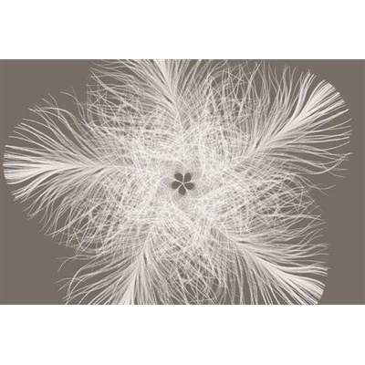 KOMAR XXL4-006 Fototapeta perie rozmer 368 cm x 248 cm