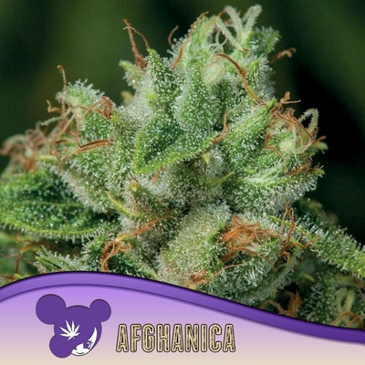 Anesia Seeds Afghanica semena neobsahují THC 3 ks