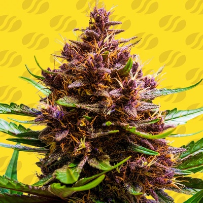 Original Sensible Seeds Pink Rozay x Strawberry Banana Auto semienka neobsahujú THC 10 ks