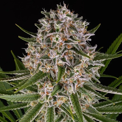Lemon Haze AUTO Barney's Farm semienka neobsahujú THC 10 ks