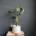 Alocasia Stingray