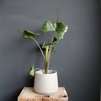 Alocasia Stingray