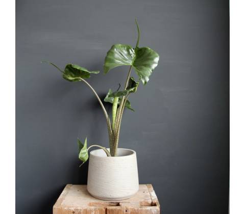 Alocasia Stingray