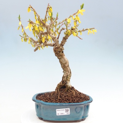 e-bonsai Venkovní bonsai - Zlatice - Forsythia koreana