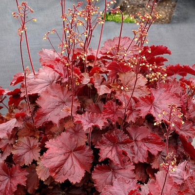 Heuchera hybrida NORTHERN EXPOSURE RED - dlužicha