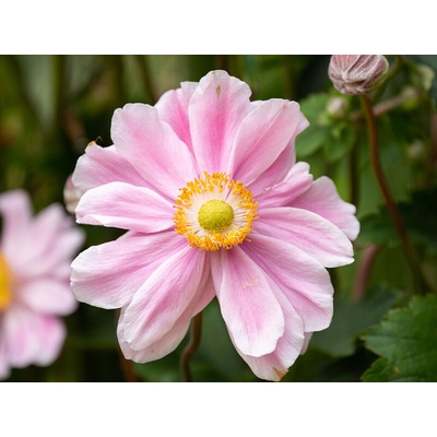 Veternica hybridná Garden Breeze Whirlwind Pink - Anemone, kont. 0,5 l