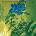 Yes: Fly From Here (return Trip) CD