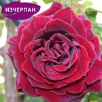 Mallerin Катерлива Роза Guinee