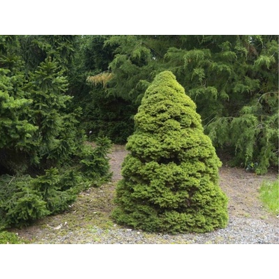 Smrek biely Conica, výška 40-60 cm, kvetináč 2 l