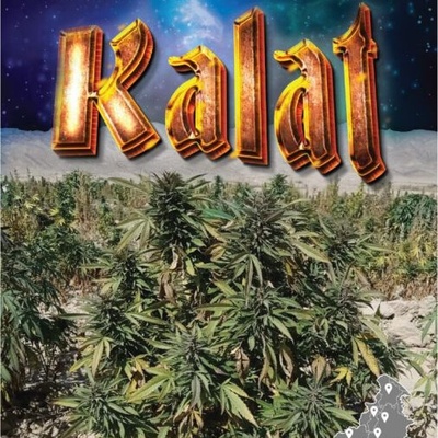 Landrace Warden Kalat regular semienka neobsahujú THC 10 ks