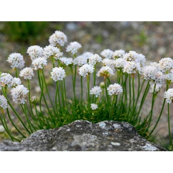 Trávnička prímorská biela - Armeria, kont. 0,5 l