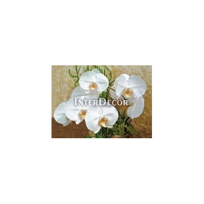 Orchidej 1 deska 100x50