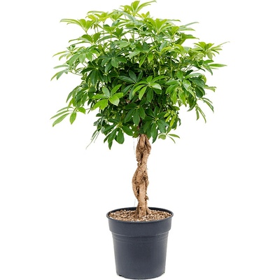 Schefflera arboricola "Compacta" Stem braided 30x125 cm