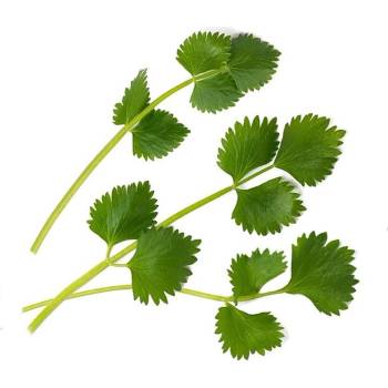 Veritable Вложка за семена Lingot нетипични билки звездовиден анасон (VLIN-O10-Ani045)