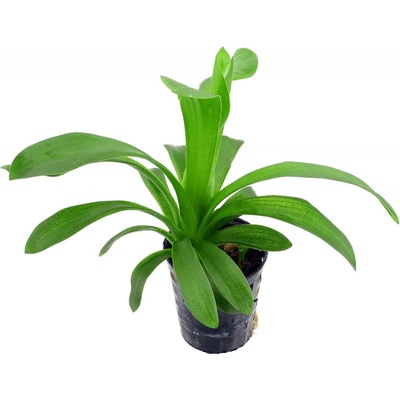 Sagittaria platyphylla