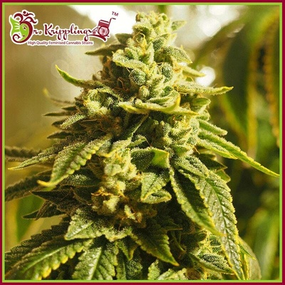 Dr. Krippling Seeds Glue Kripple semena neobsahují THC 10 ks