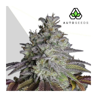 Auto Seeds Do Si Dos Auto semienka neobsahujú THC 3 ks