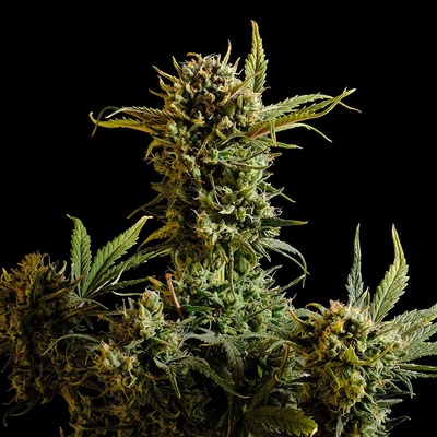 Kannabia Seeds Gnomo semienka neobsahujú THC 100 ks