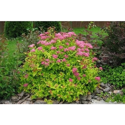 Tavoľník japonský (Spiraea japonica) ´GOLDFLAME´ - výška 10-20 cm, ⌀ 10-20 cm, kont. C2L