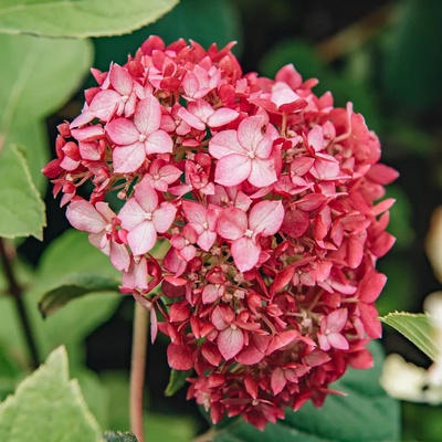 Proven Winners® Ruby Annabelle® - Хортензия arborescens - Proven Winners®