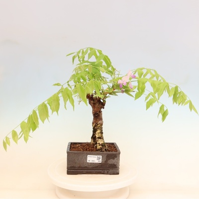 e-bonsai Venkovní bonsai - Vistarie květnatá - Wisteria floribunda