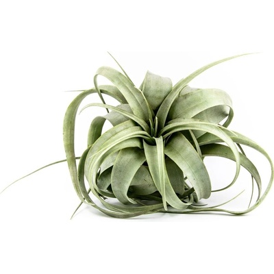 Gardners Tillandsia xerographica Tillandsie, kykatka