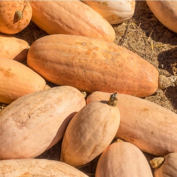 BIO tekvica Pink Jumbo Banana - Cucurbita Maxima - predaj bio semien - 5 Ks